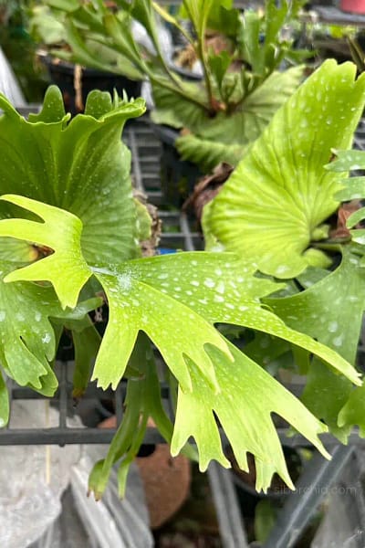 Platycerium Coronarium Thin Thin For Sale - SibOrchid.com