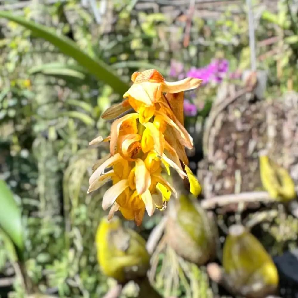 Bulbophyllum allenkerrii Seidenf.