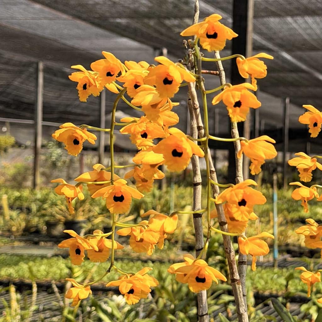The "Golden Dragon" of Orchids: A Complete Guide to Dendrobium fimbriatum - Orchid Care & Growing Guides Dendrobium fimbriatum