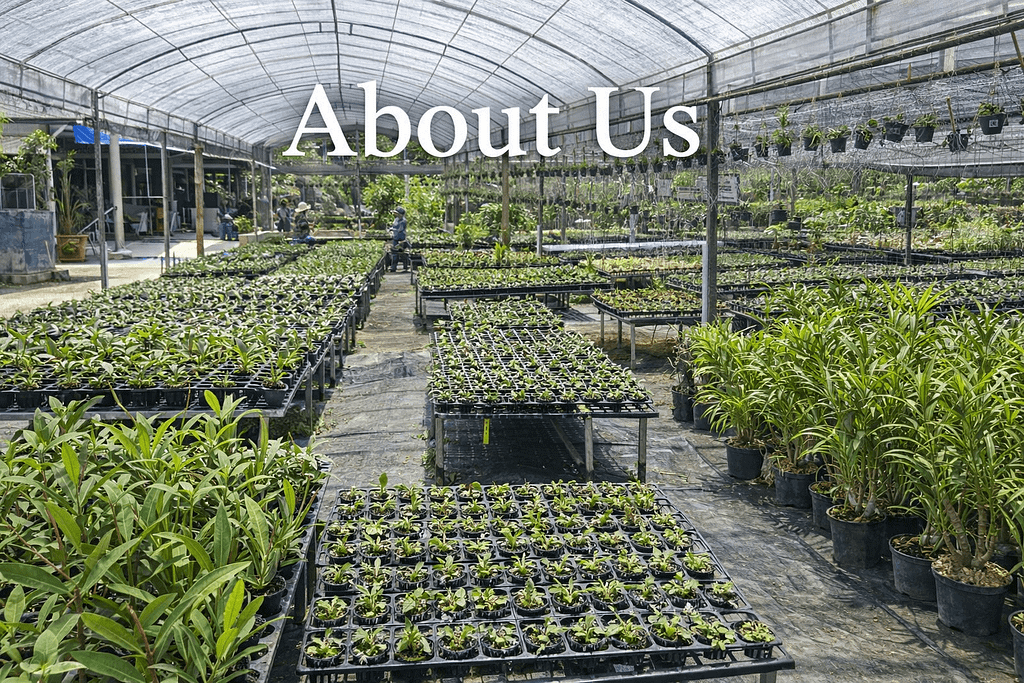 About Us - About Us orchid from