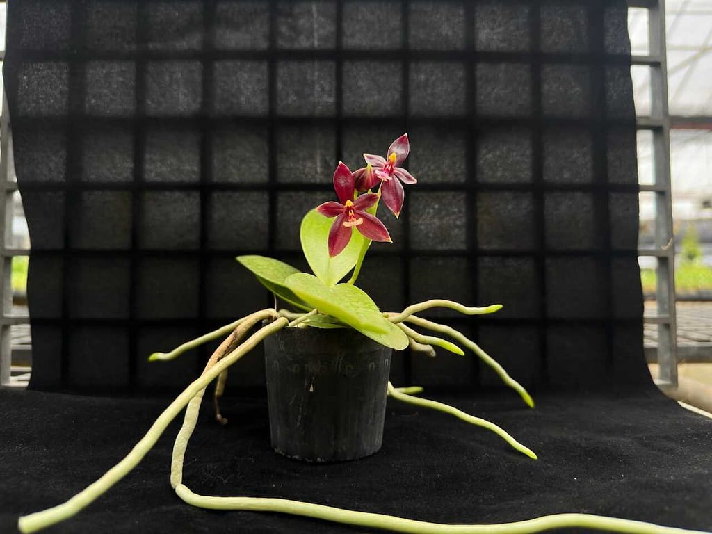 Phalaenopsis cornu-cervi ‘Red: Care guide - Gallery Blog phalaenopsis cornu-cervi red