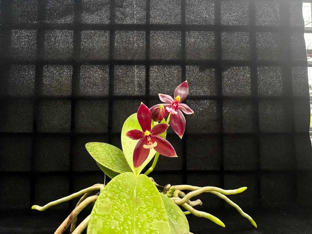 Phalaenopsis cornu-cervi ‘Red: Care guide - Gallery Blog phalaenopsis cornu-cervi red