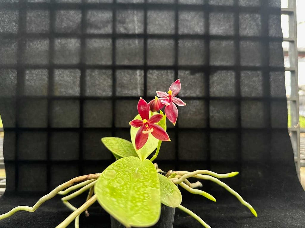 Phalaenopsis cornu-cervi ‘Red: Care guide - Gallery Blog phalaenopsis cornu-cervi red