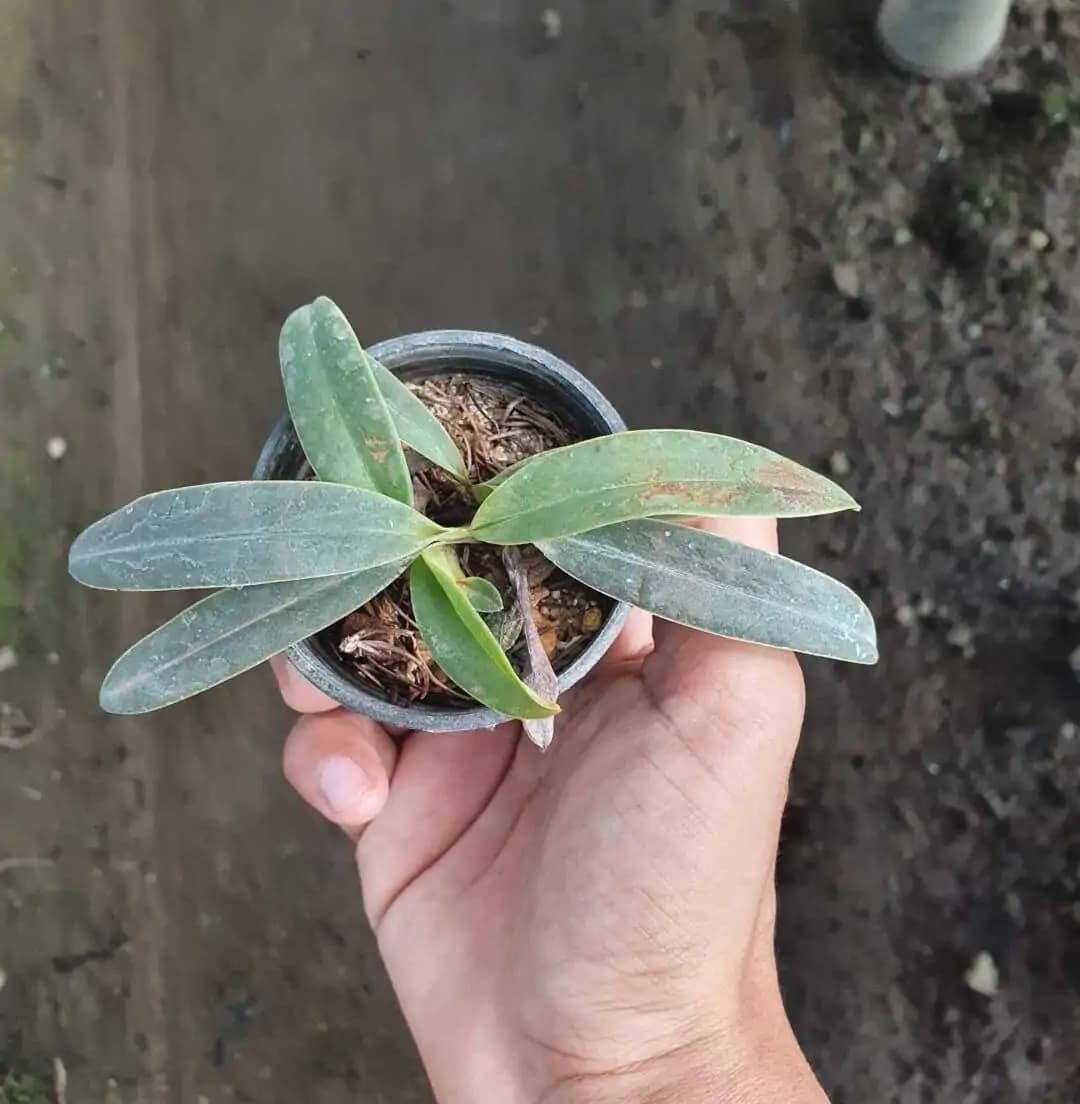 Paphiopedilum helenae - Image 2