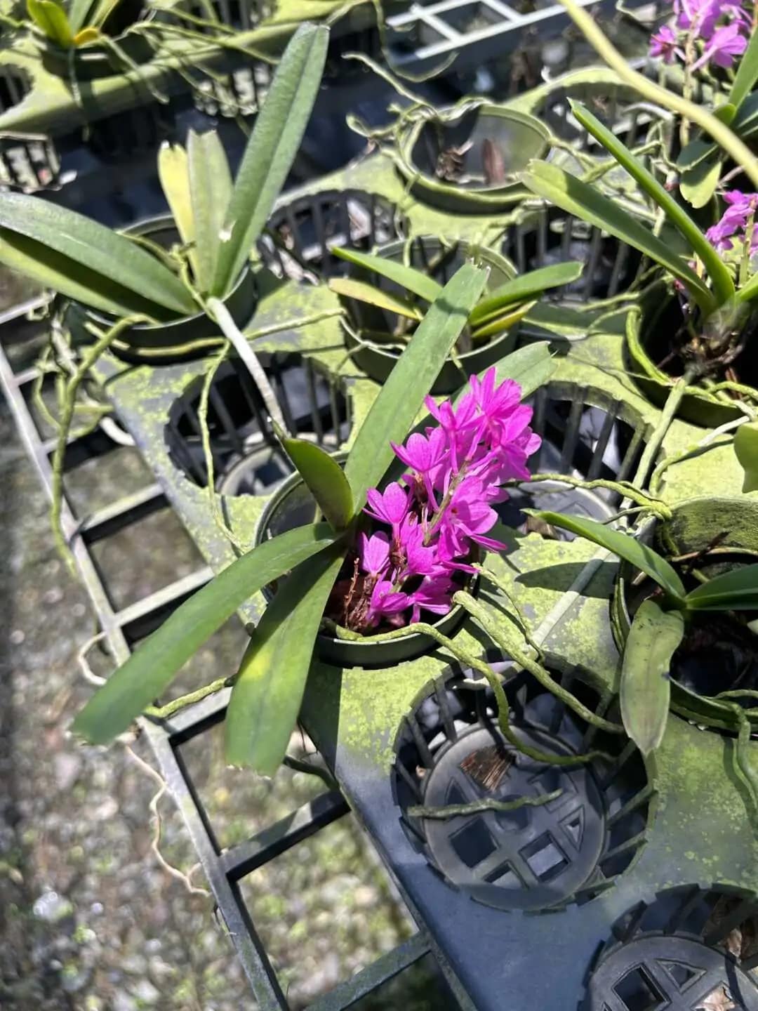 Vanda ampullacea (Ascocentrum ampullaceum)
