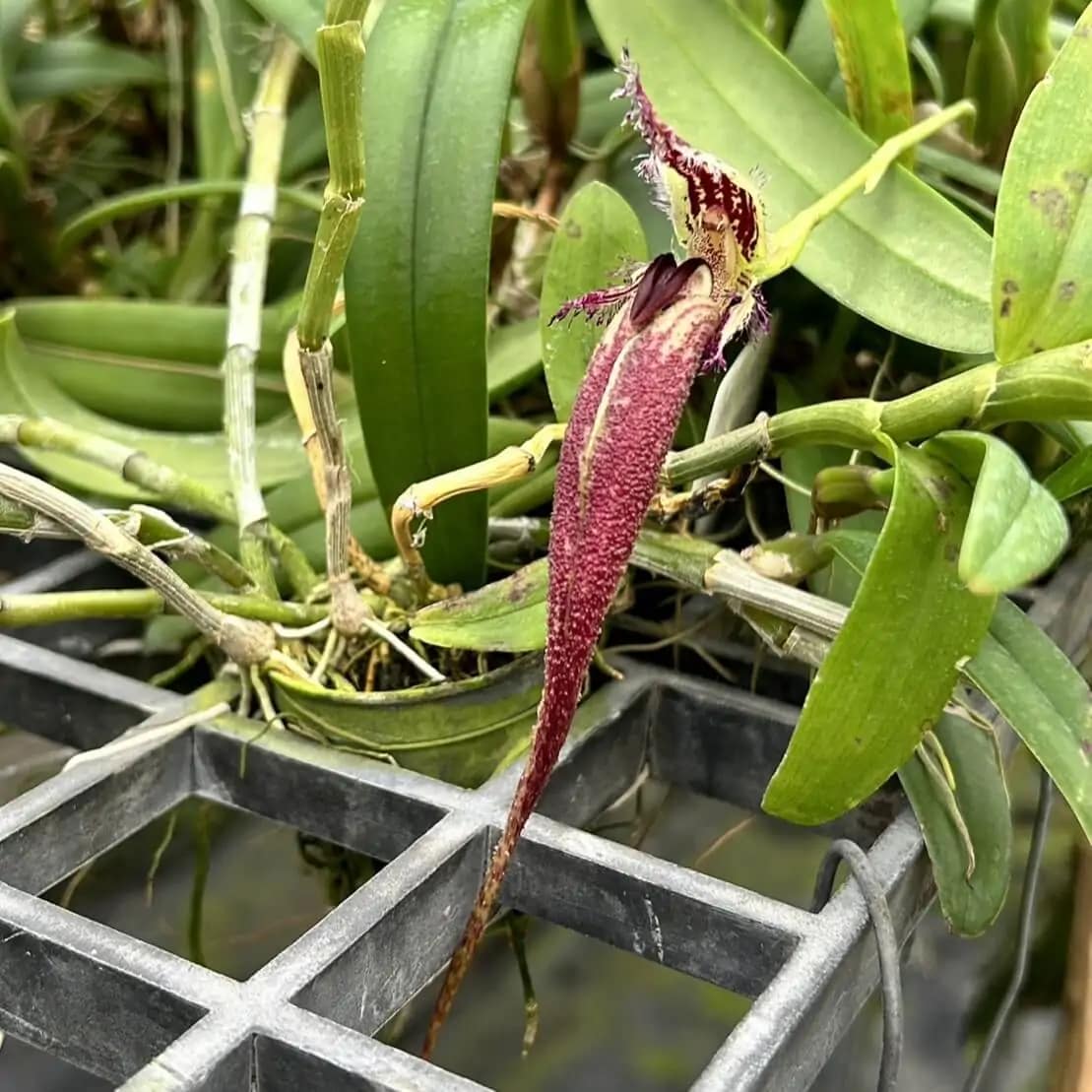 Bulbophyllum fascinator