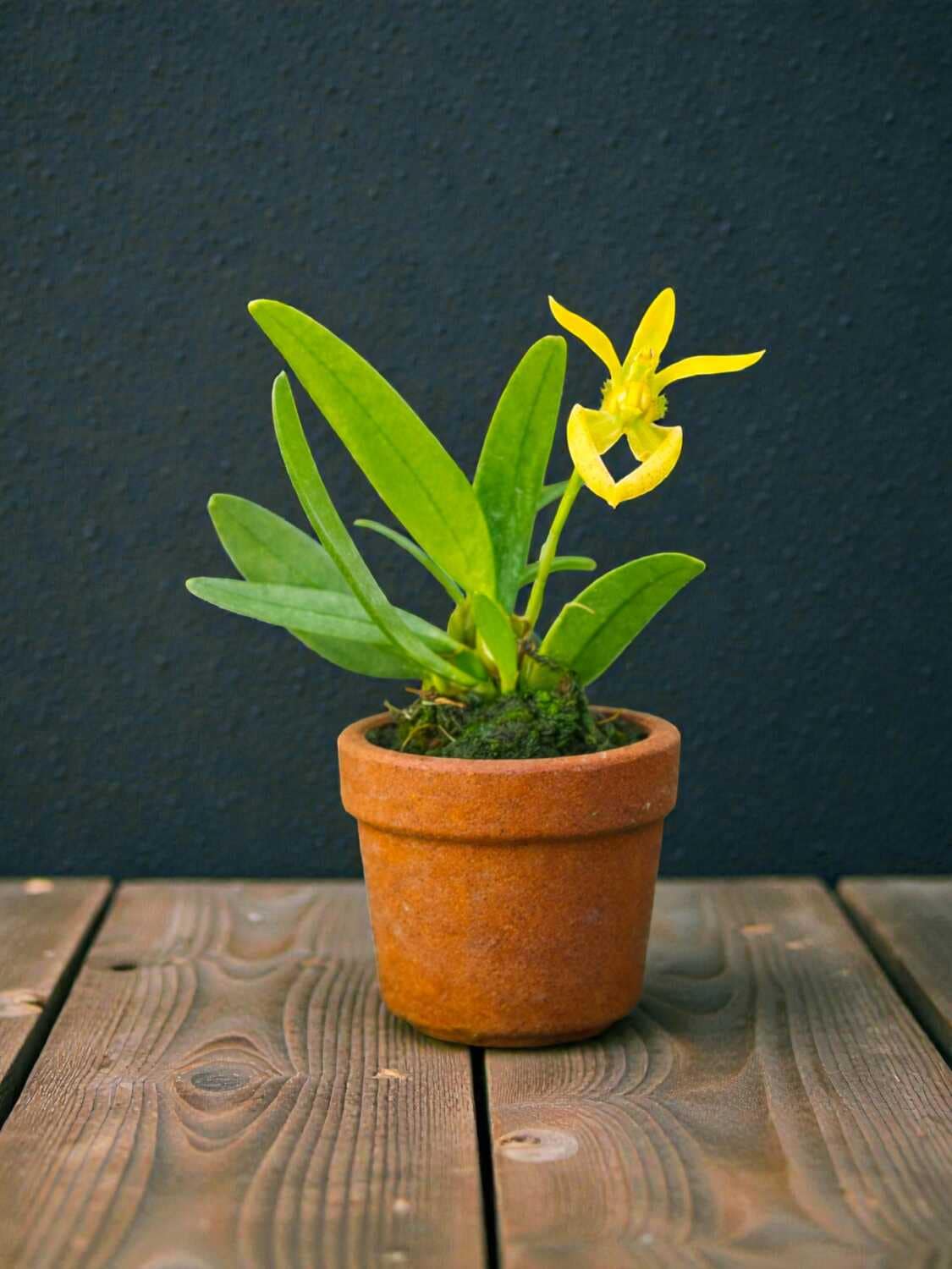 Bulbophyllum lasiochilum alba