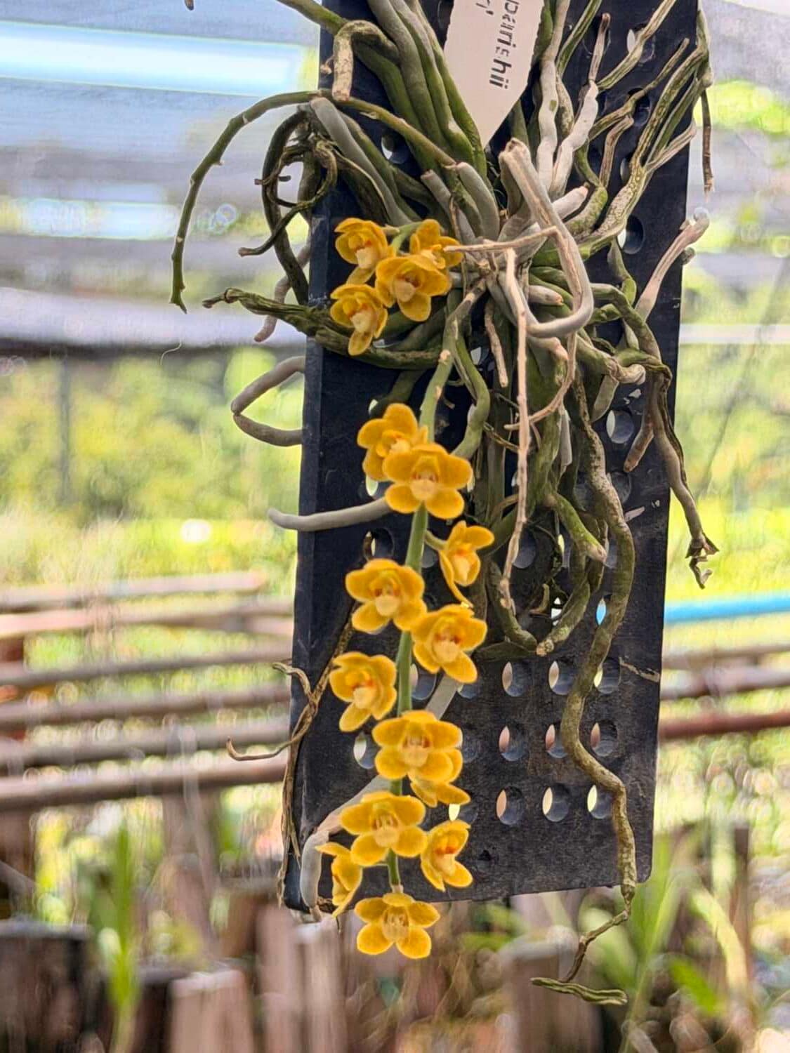 Chiloschista nakornpanomensis