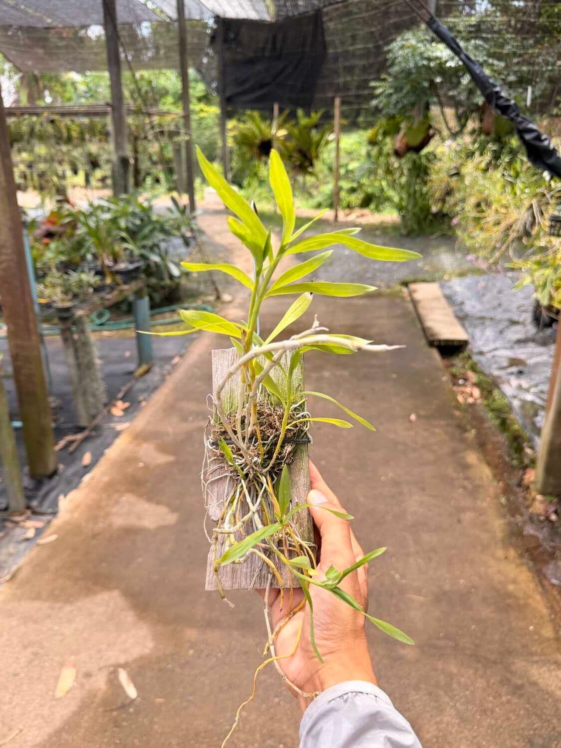 dendrobium transparens