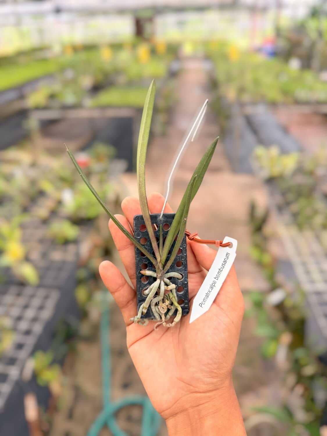 Pomatocalpa bambusarum (Bamboo Orchid)