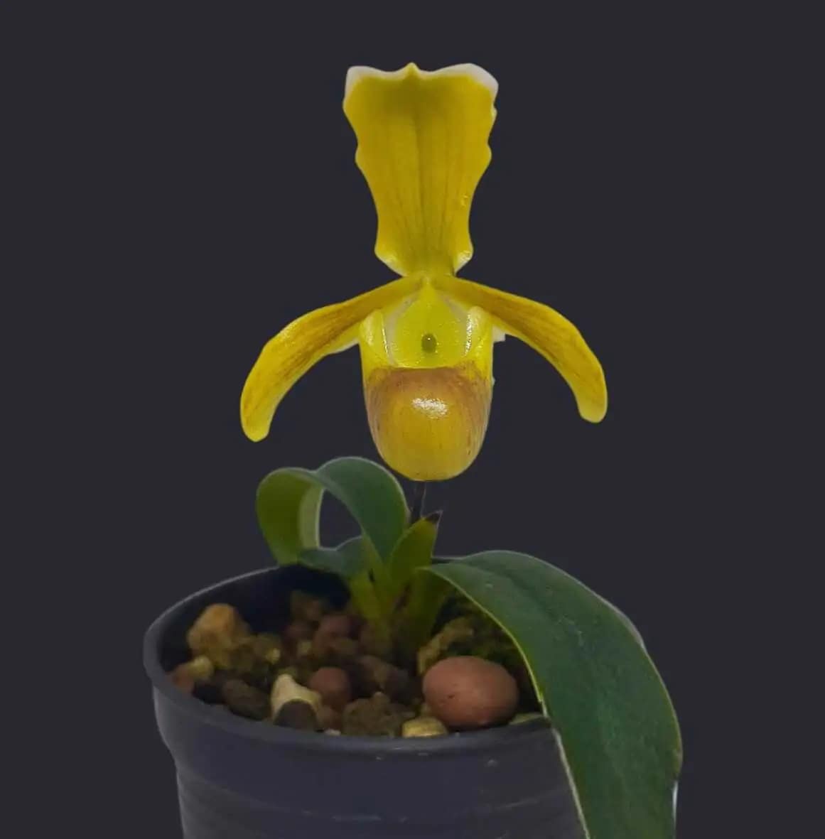 Paphiopedilum helenae