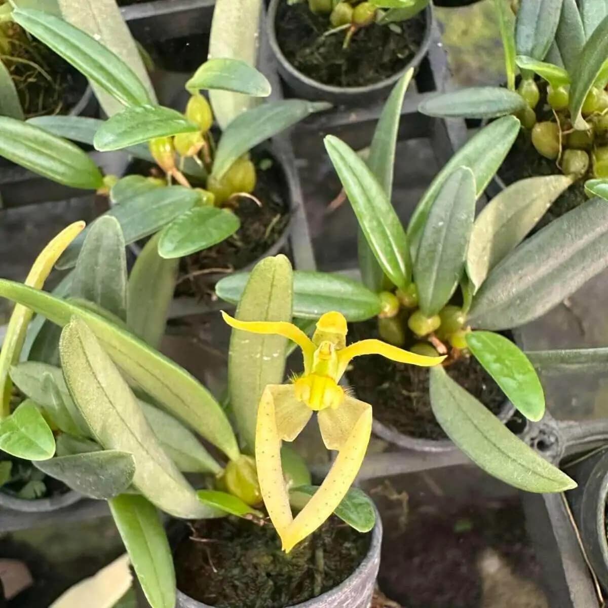 Bulbophyllum lasiochilum alba