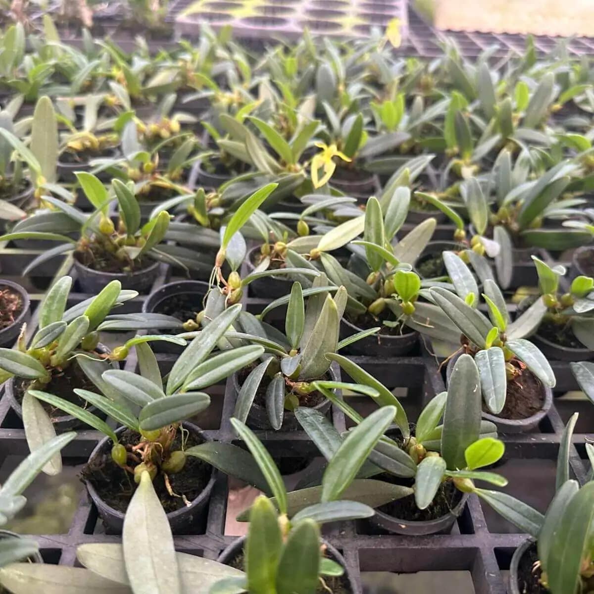Bulbophyllum lasiochilum alba