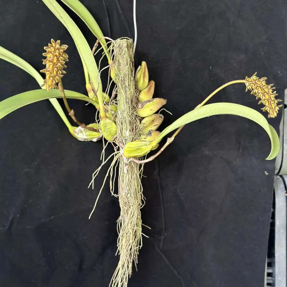 Bulbophyllum crassipes - Image 3
