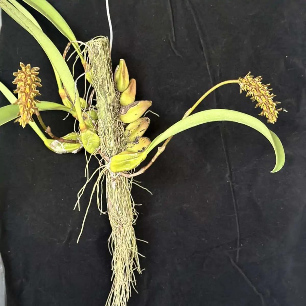 Bulbophyllum crassipes - Image 5
