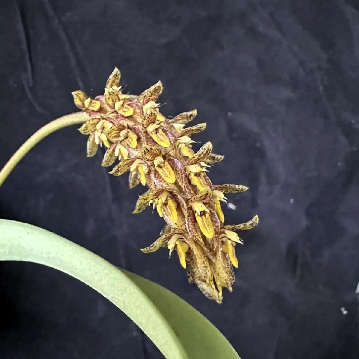 Bulbophyllum crassipes - Image 6
