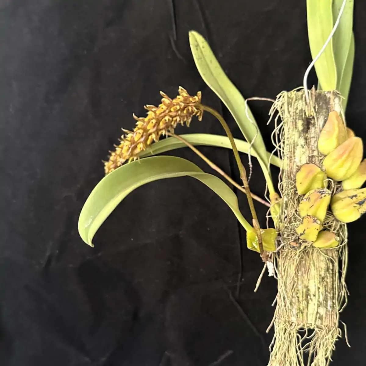 Bulbophyllum crassipes - Image 2