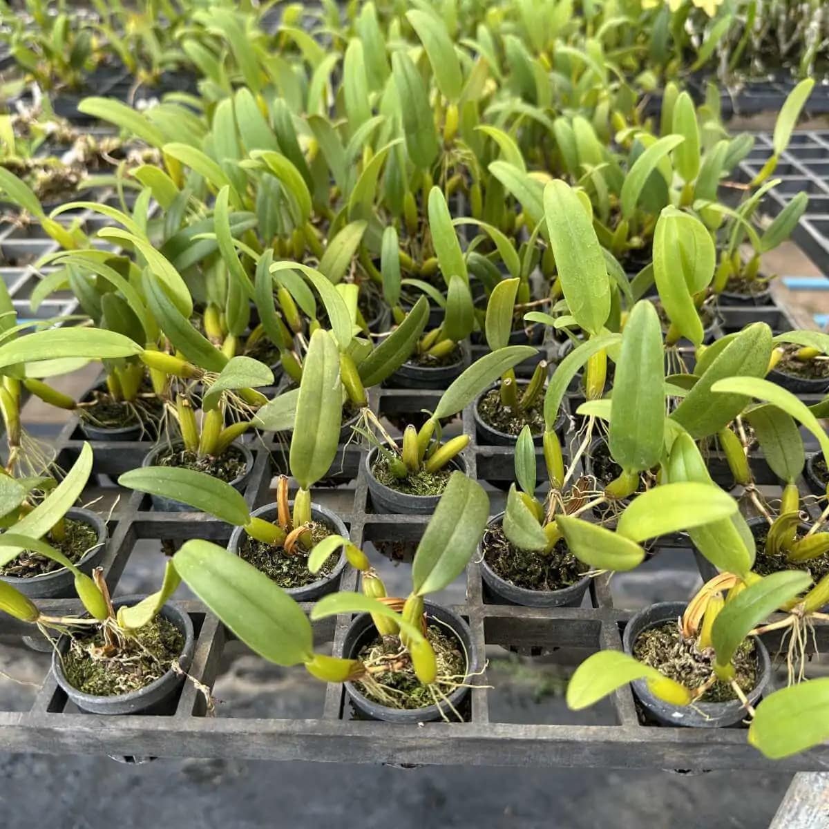 Bulbophyllum odoratissimum - Bulbophyllum odoratissimum