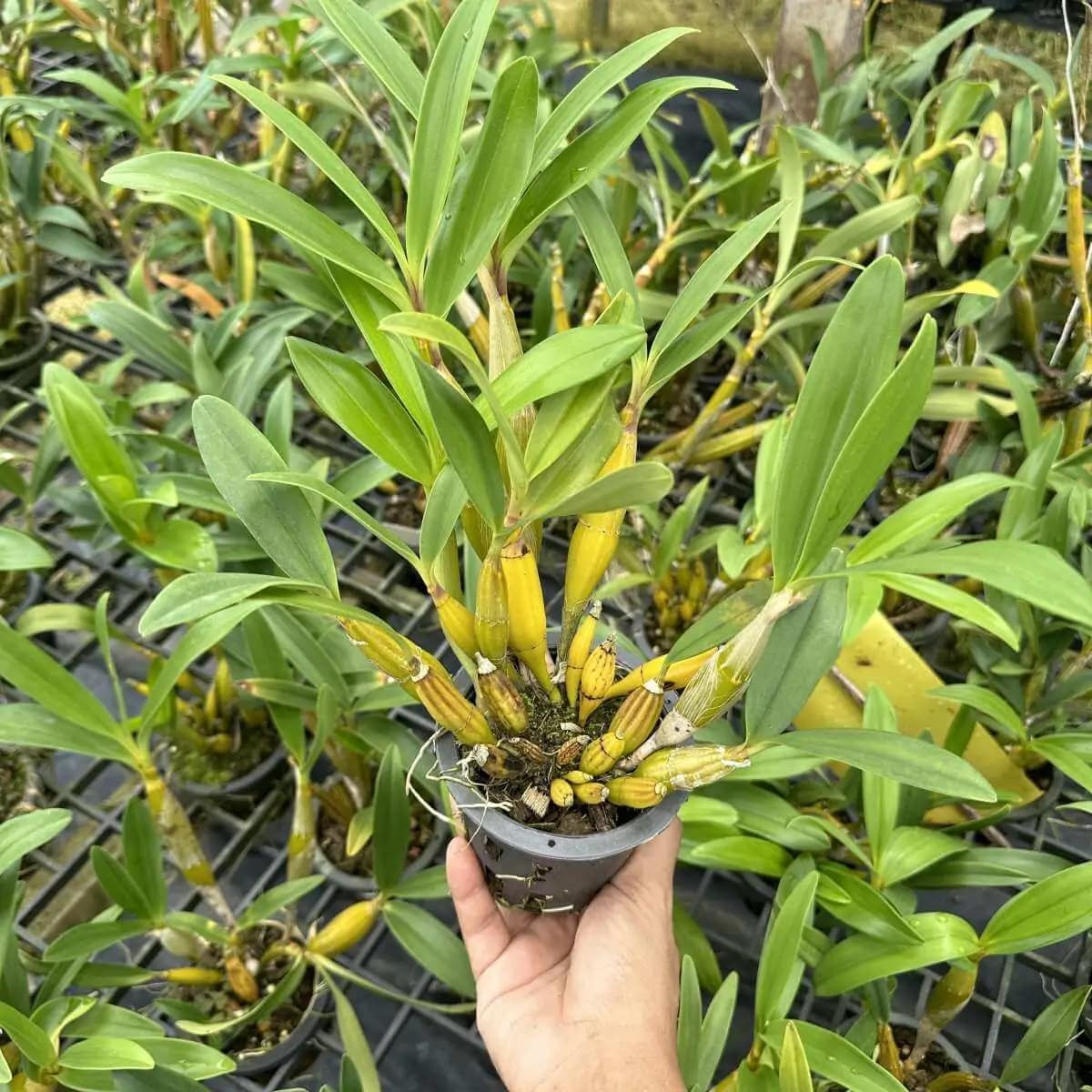 Dendrobium chrysotoxum var. suavissimum (Blooming Size) - Image 4