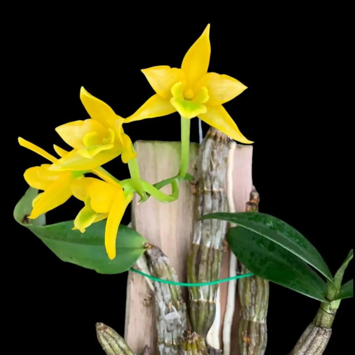 Dendrobium trigonopus (Small) - Dendrobium Trigonopus