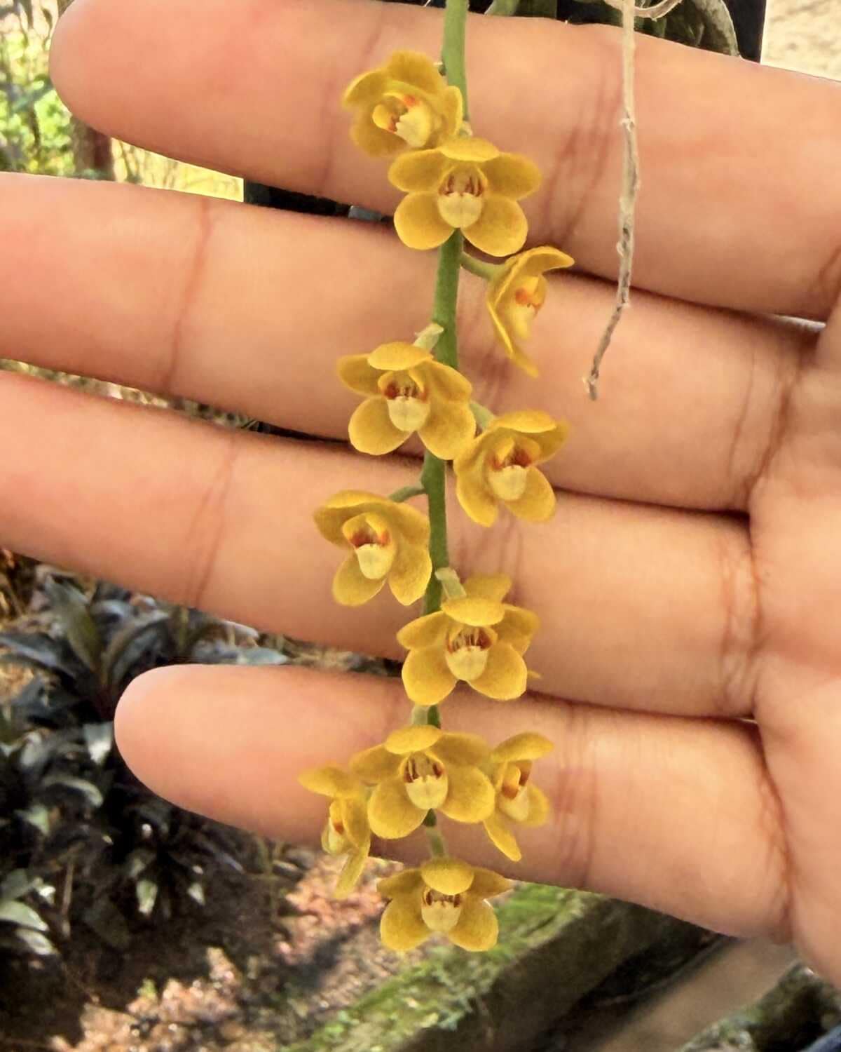 Chiloschista nakornpanomensis