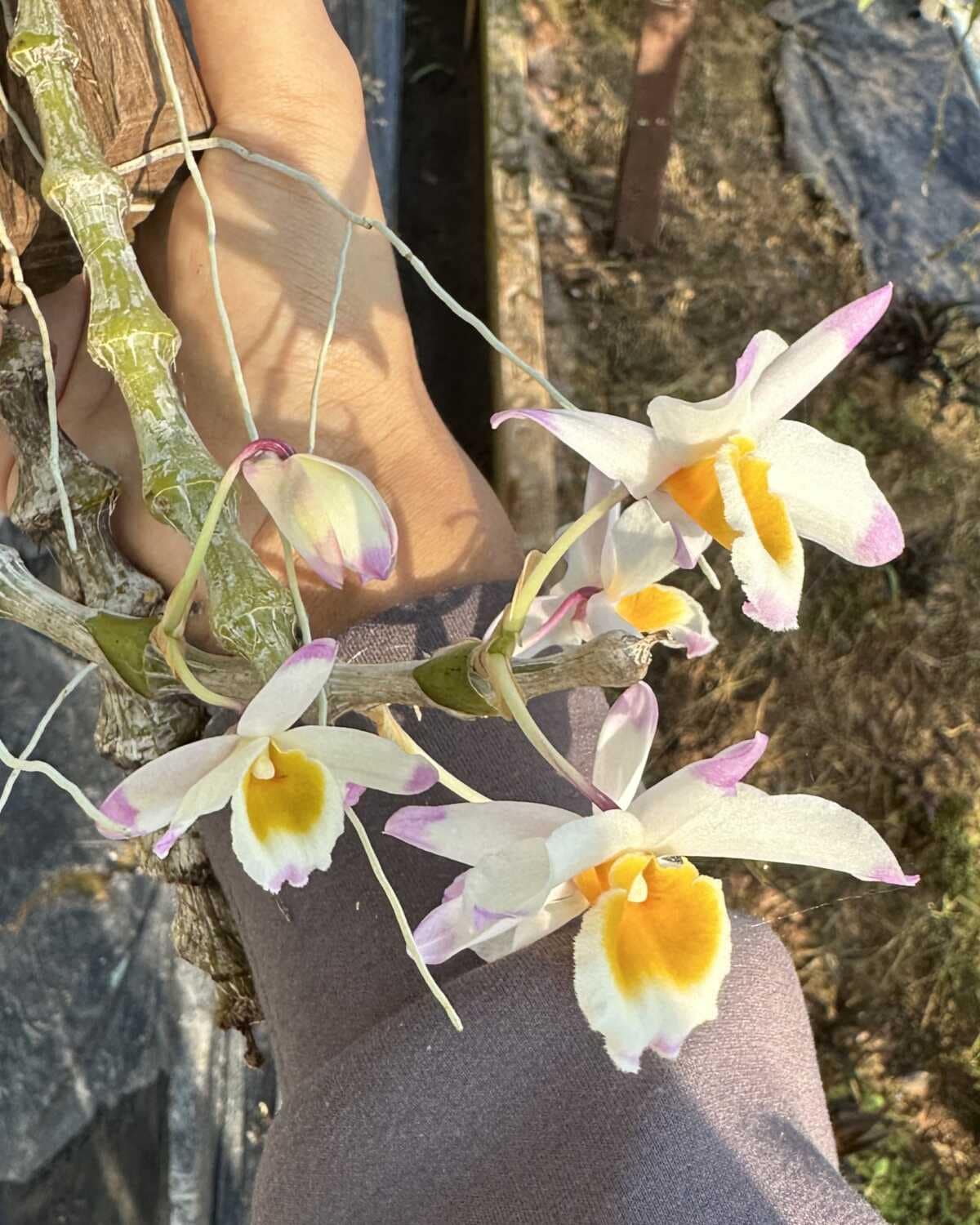 Dendrobium pendulum - Image 3