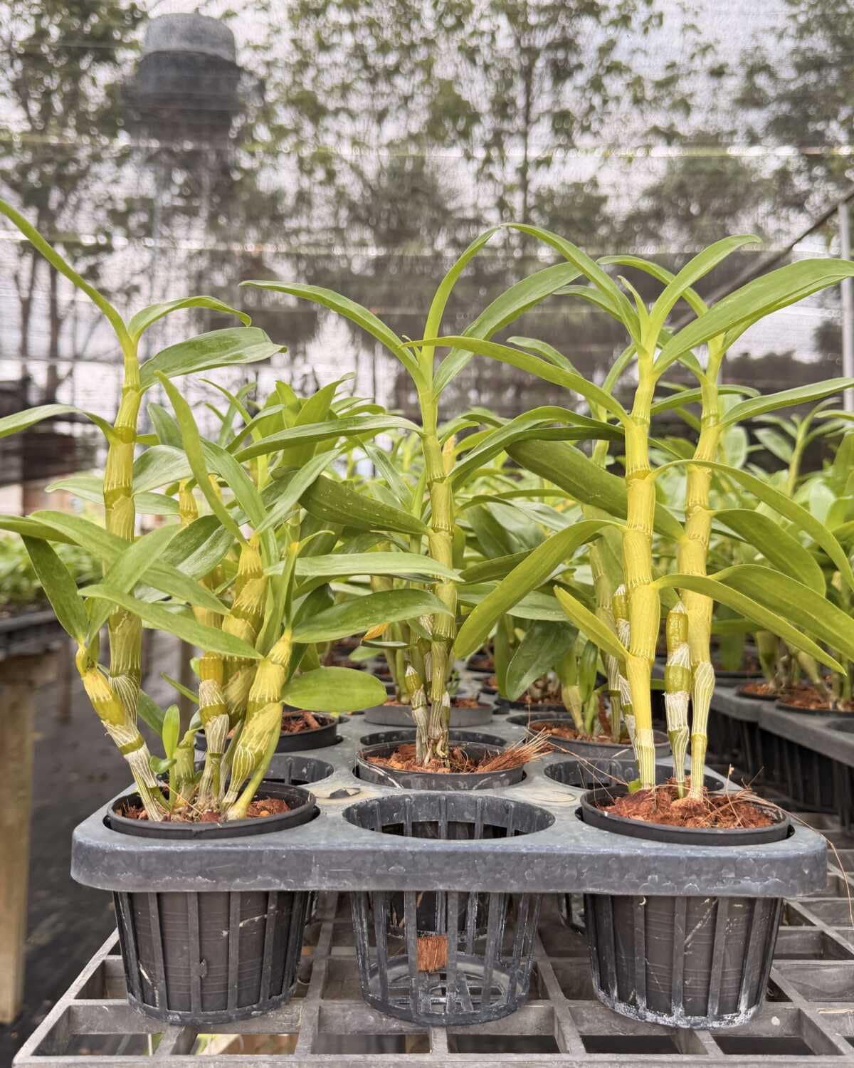 Dendrobium Rainbow Dance (Hybrid)