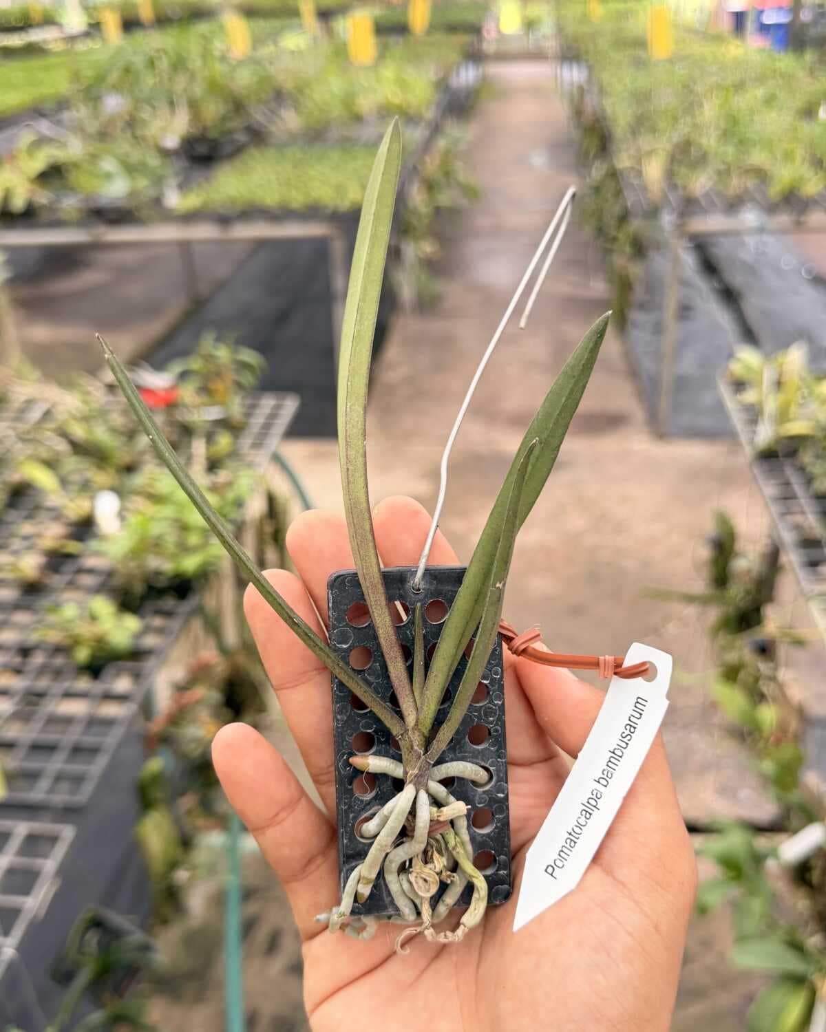 Pomatocalpa bambusarum (Bamboo Orchid)