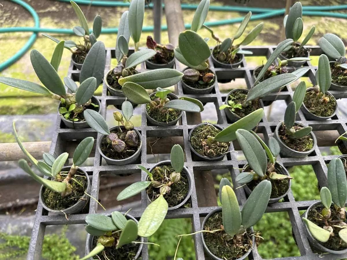 Bulbophyllum frostii - bulbophyllum-frostii-species-orchid