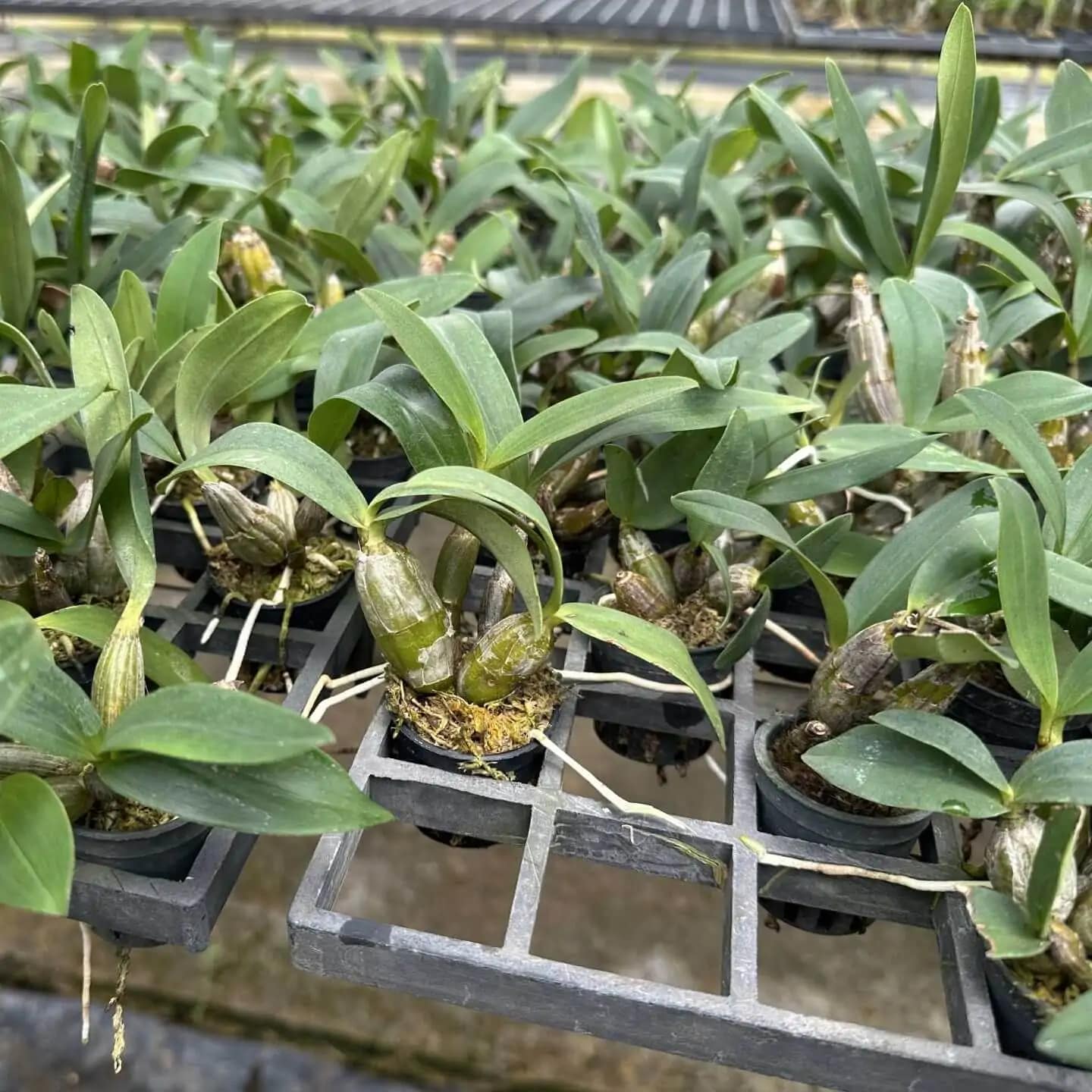 Dendrobium trigonopus (Small) - Dendrobium Trigonopus
