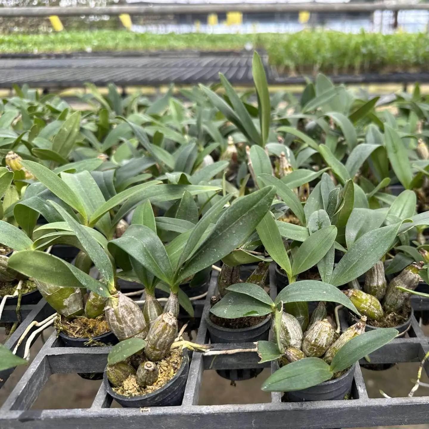 Dendrobium trigonopus (Small) - Dendrobium Trigonopus