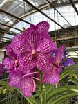 IMG_2839 Why Choose Us orchid from