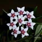 hoya-805984_150-805984 hoya, hoya bella, flower wallpaper, flower background, beautiful flowers, blossom, porcelain flower, carnosa, flower, plant, nature, garden, star-shaped blooms, hoya lanceolata, black stars