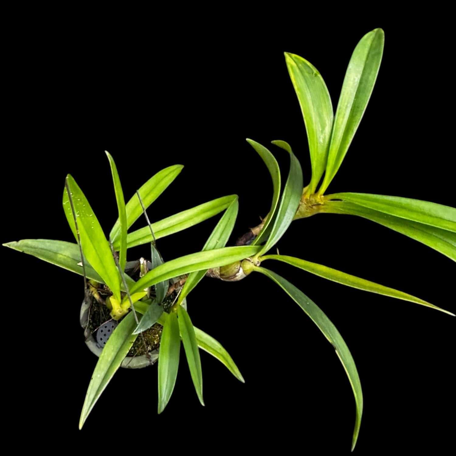 Eria ornata - Eria ornata - Image 3