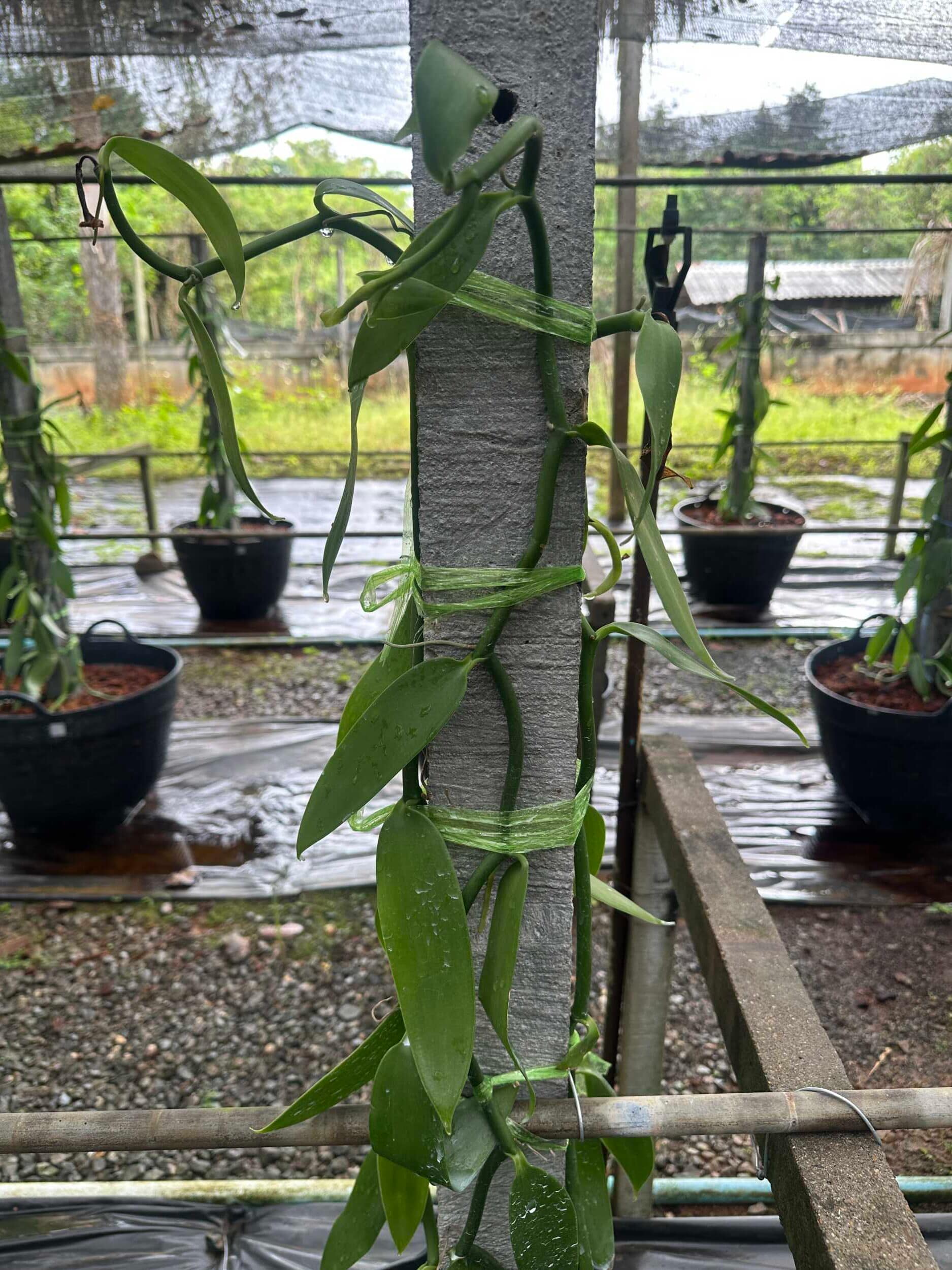 Vanilla planifolia Plant for grow