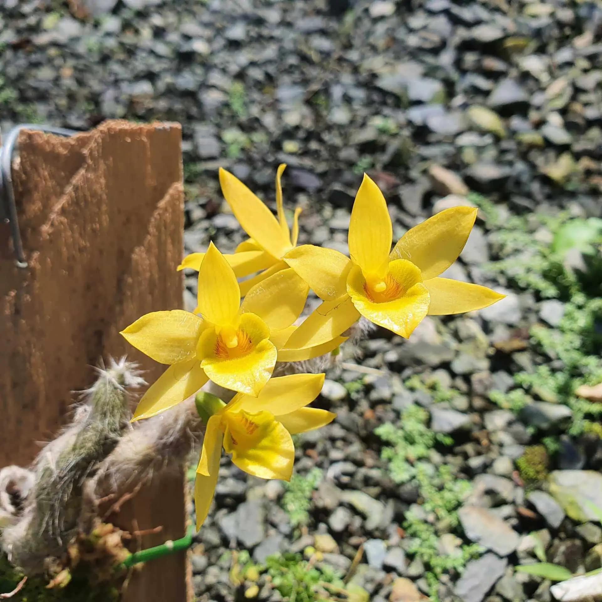 Dendrobium senile orchid care
