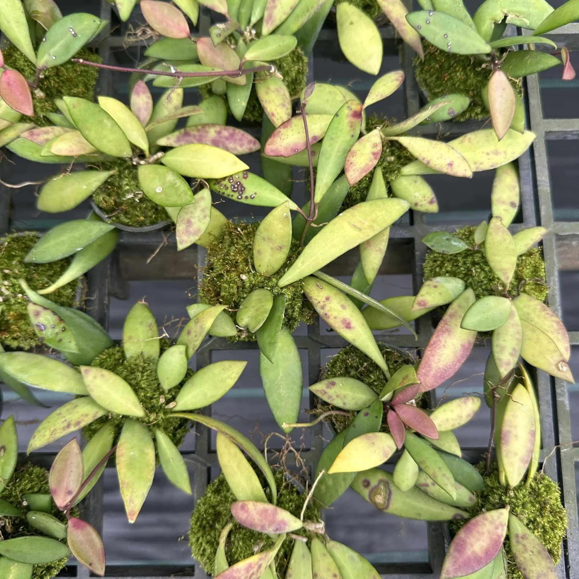 Hoya micrantha - Hoya micrantha