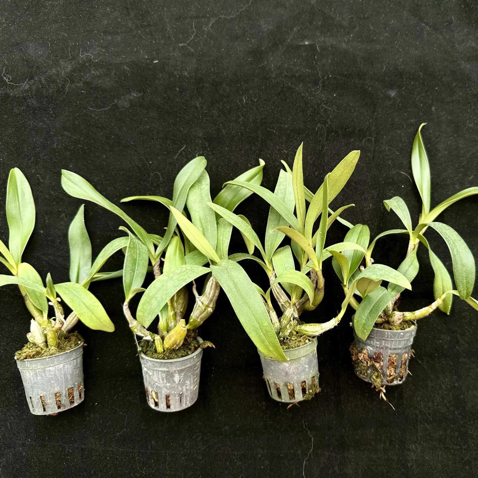Dendrobium trigonopus (Small) - Dendrobium Trigonopus