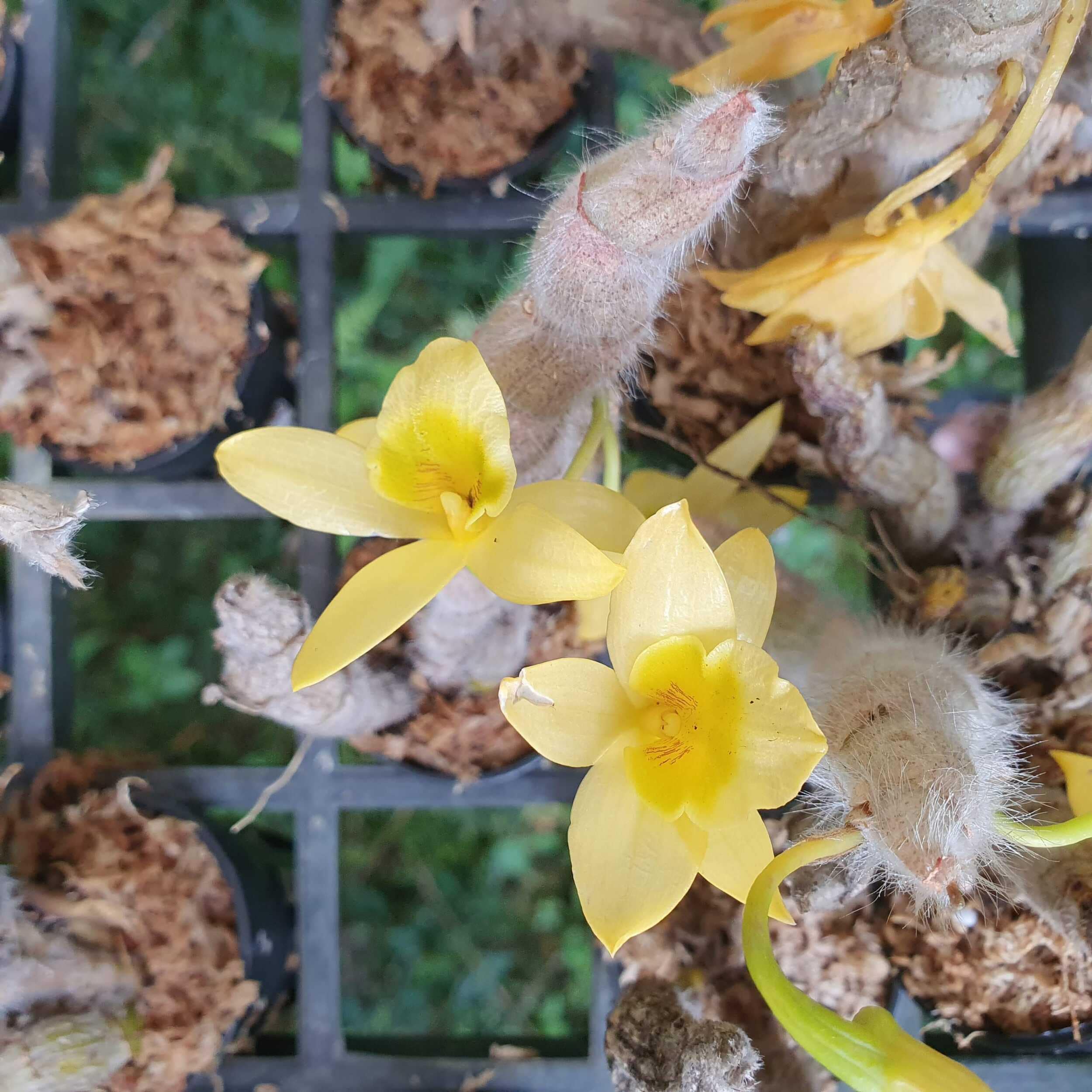 Dendrobium senile