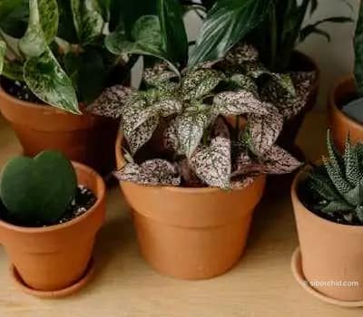 Care Tips: Hoya Plant - Gallery Blog Collection of vibrant indoor houseplants in terracotta pots on wooden surface.