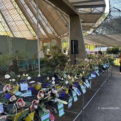Discovering Orchids at the 2023 Show Highlights - Gallery Blog Orchid show