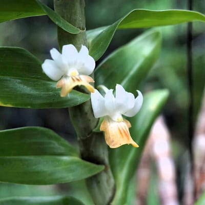 Care Guide information about Dendrobium ellipsophyllum - Orchid Care & Growing Guides Dendrobium ellipsophyllum siborchid.com