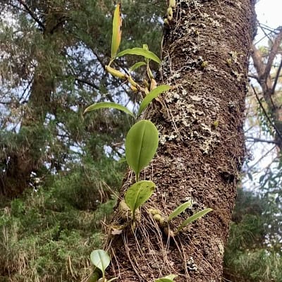 Light… The Key to the Beauty of Orchids - Orchid Care & Growing Guides Light for Orchid