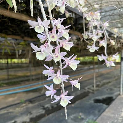 The Care of Deciduous Orchids During Winter: A Sample Guide - Gallery Blog The Care of Deciduous Orchids During Winter: A Sample Guide