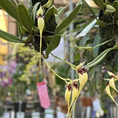 The Beauty of Bulbophyllum: A Guide to This Unusual Orchid Genus - Orchid Care & Growing Guides The Beauty of Bulbophyllum: A Guide to This Unusual Orchid Genus