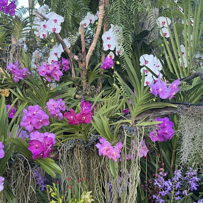 Which Orchids Bloom in Winter? Thai Species to Know - Beginner Orchid Care orchid blooming in winter with deep blue flowers