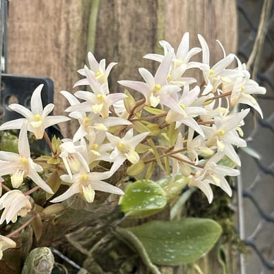 Discovering Eria obesa: The "Fat Eria" of Southeast Asia - Beginner Orchid Care eria-obesa-fat-eria-orchid