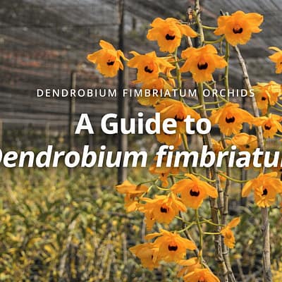 The "Golden Dragon" of Orchids: A Complete Guide to Dendrobium fimbriatum - Beginner Orchid Care Dendrobium fimbriatum