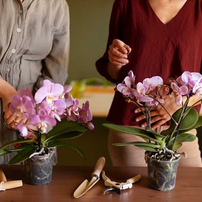 Orchid Care Guide: Tips for Growing Healthy Tropical Plants - Gallery Blog Tips for Growing Healthy Tropical Plants