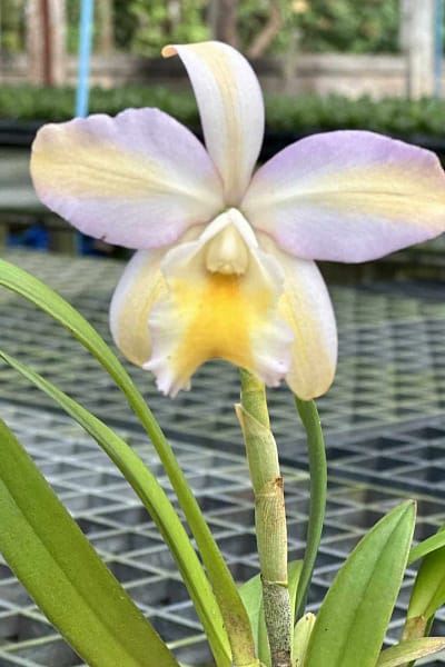 Rhyncattleanthe Mikawa Crystal